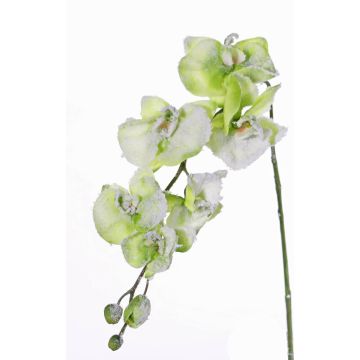 Artificial spray Phalaenopsis orchid MYRIA, snow, green, 30"/75cm