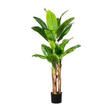 Decorative palm Banana plant FABIEN, 5ft/150cm