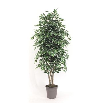 Artificial Ficus Benjamina KONRADE, real stems, green-white, 4ft/125cm - Made in Italy