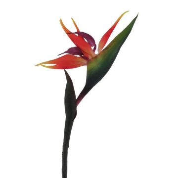 Decorative flower Strelitzia LAMONTI, orange-violet, 33"/85cm
