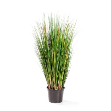 Decorative Foxtail grass FLYNN, panicles, green-yellow-brown, 3ft/90cm