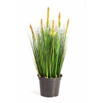 Decorative Foxtail grass FELIX with panicles, green-yellow, 24"/60cm