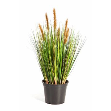 Decorative Foxtail grass FELIX with panicles, green-brown, 24"/60cm