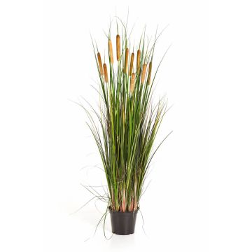 Decorative reed grass AISAKE with spadices, green-yellow-brown, 4ft/120cm