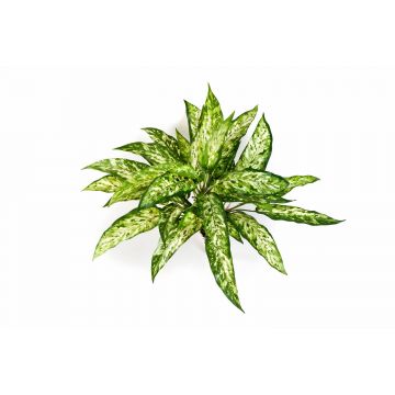 Decorative Aglaonema plant ASMARA on spike, green-white, 20"/50cm