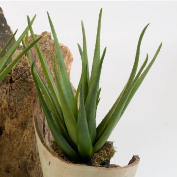 Artificial Aloe Vera AMIRA , spike, green, 24"/60cm, Ø 14"/35cm
