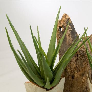 Artificial Aloe Vera AMIRA , spike, green, 28"/70cm, Ø 20"/50cm