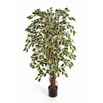 Decorative Ficus Benjamini JARLAN, real stems, green-white, 4ft/120cm