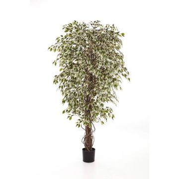 Fake plant Ficus Benjamini DAKU, natural trunks, green-white, 4ft/120cm