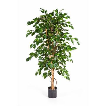 Artificial Ficus Benjamina THIAGO, natural trunks, green, 4ft/120cm