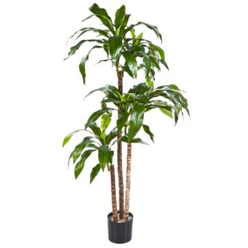 Decorative tree Dracaena Fragrans LAURA, real trunks, green, 4ft/120cm