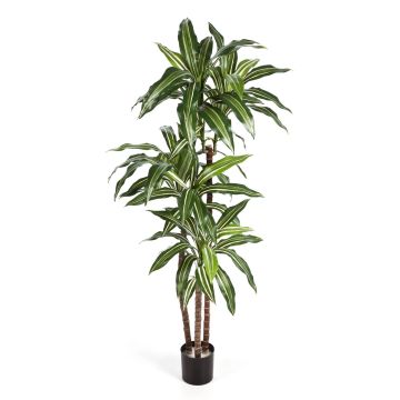 Decoration tree Dracaena Fragrans LAURA, real trunks, green-white, 4ft/120cm