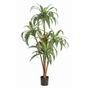 Decoration tree Dracaena Fragrans JALA, real trunks, green-white, 4ft/120cm