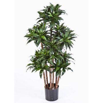 Decorative Dracaena Fragrans Compacta DOMINGO, real stems, green, 4ft/120cm
