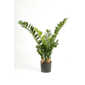 Decorative Zamioculcas Zamiifolia AKONO, 3ft/100cm