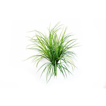 Decorative reed grass ELIAS on spike, green, 30"/75cm