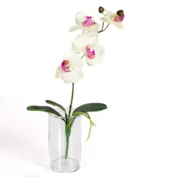 Decorative Phalaenopsis orchid MADOU, spike, white-pink, 16"/40cm