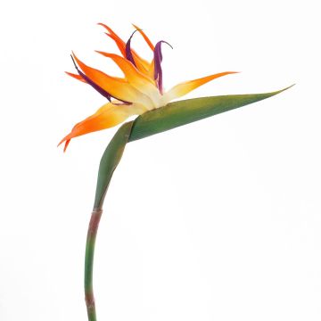 Plastic strelitzia flower ZAMIRA, orange-purple, 3ft/95cm, 6.3"x12"/16x30cm