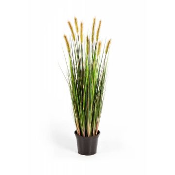 Decorative foxtail grass FREDERIK with panicles, green-yellow, 3ft/90cm