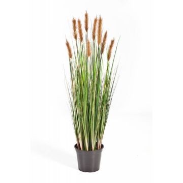 Decorative foxtail grass FREDERIK with panicles, green-brown, 3ft/90cm