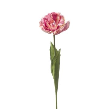 False parrot tulip LIOMARA, light purple, 26"/65cm