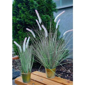 False fountain grass SVERRE with panicles, in a zinc pot, pink-green, 31"/80cm