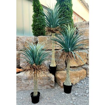 Plastic yucca rostrata HARDIN, decorative pot, 4ft/120cm