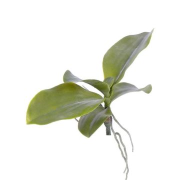 Decorative leaves Phalaenopsis orchid PRIMUS, aerial roots, 7.5"x13"/19x34cm
