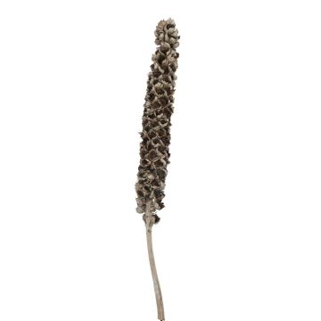 Babassu palm fruit / Cacho Coco MAKENA, natural, dried, 4ft-6ft/120-190cm