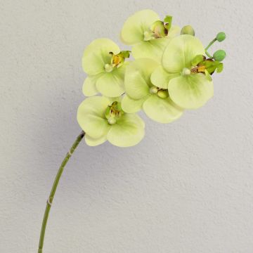 Artificial Phalaenopsis orchid twig EMILIA, cream-green, 24"/60cm