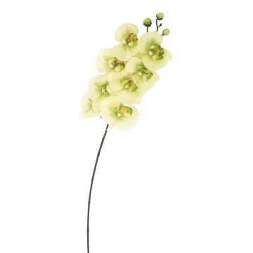 Artificial twig Phalaenopsis orchid AURELIA, cream-green, 3ft/95cm