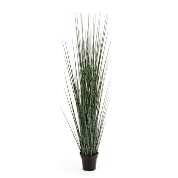 Decorative zebra grass ZUKO, green, 4ft/120cm