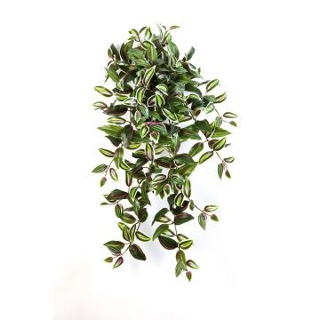 Decorative Tradescantia Zebrina PANCHO, spike, green-purple, 28"/70cm