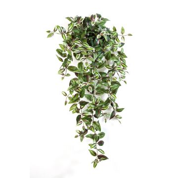 Decorative Tradescantia Zebrina PANCHO, spike, green-purple, 3ft/95cm