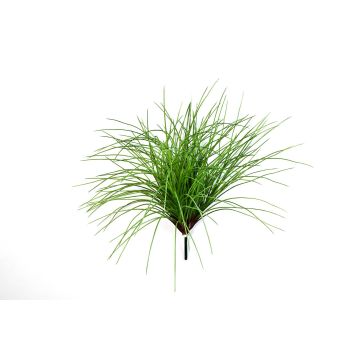 Decorative reed grass ELIAS on spike, bushy, green, 22"/55cm