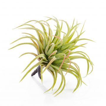 Artificial plant Tillandsia Rubra PENNY, spike, green-red, 4.7"/12cm, Ø 3.9"/10cm