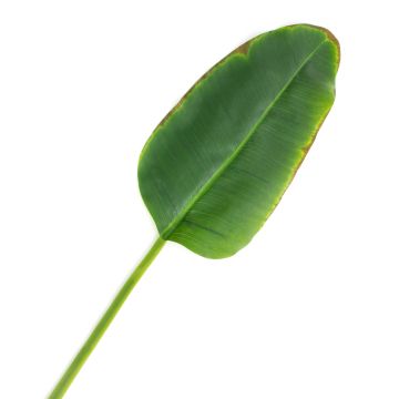 Plastic banana leaf YUMI, 3ft/95cm
