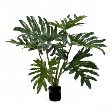 Decorative plant Philodendron Selloum LAINA, 24"/60cm