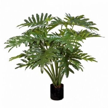 Decorative plant Philodendron Selloum LAINA, 3ft/90cm