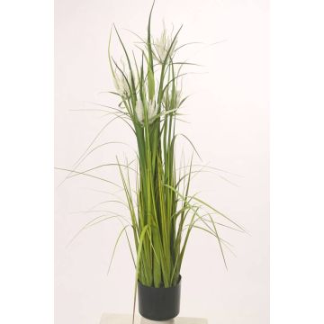 Decorative star grass TAIGA with panicles, green, 4ft/110cm