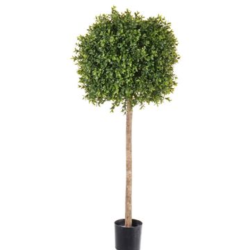 Decorative boxwood tree THORIS, real trunk, 3ft/105cm, Ø 16"/40cm