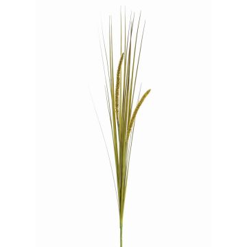 Decorative foxtail grass JILL, spike, panicles, green-yellow, 3ft/90cm
