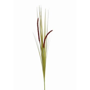 Decorative foxtail grass JILL, spike, panicles, green-purple, 3ft/90cm