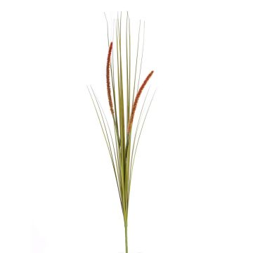 Decorative foxtail grass JILL, spike, panicles, green-red, 3ft/90cm