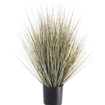Decorative switchgrass ZAYN, green-grey, 60cm