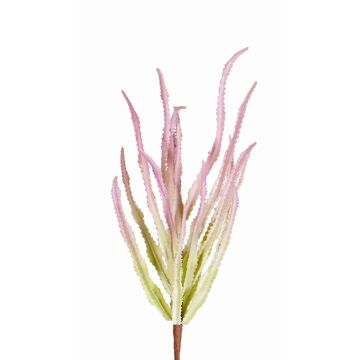 Decorative Euphorbia trigona REESE on spike, pink-green, 12"/30cm, Ø 8"/20cm