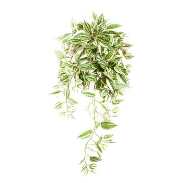 Decorative Tradescantia Zebrina PANJU, spike, green-white, 28"/70cm