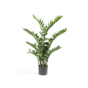 Decorative plant Zamioculcas SIMANO, 4ft/110cm