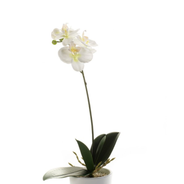 Decorative Phalaenopsis orchid ISIS, spike, white, 16"/40cm