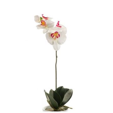 Decorative Phalaenopsis orchid ISIS, spike, white-pink, 16"/40cm